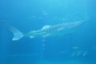 Osaka-Aquarium-Kaiyukan-whaleshark