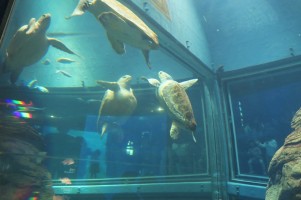 Osaka-Aquarium-Kaiyukan-sea-turtle