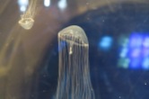 Osaka-Aquarium-Kaiyukan-jellyfish