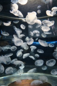 Osaka-Aquarium-Kaiyukan-jellyfish