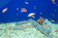 Osaka-Aquarium-Kaiyukan-shark