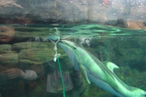 Osaka-Aquarium-Kaiyukan-dolphin