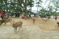 Deer Park in Nara